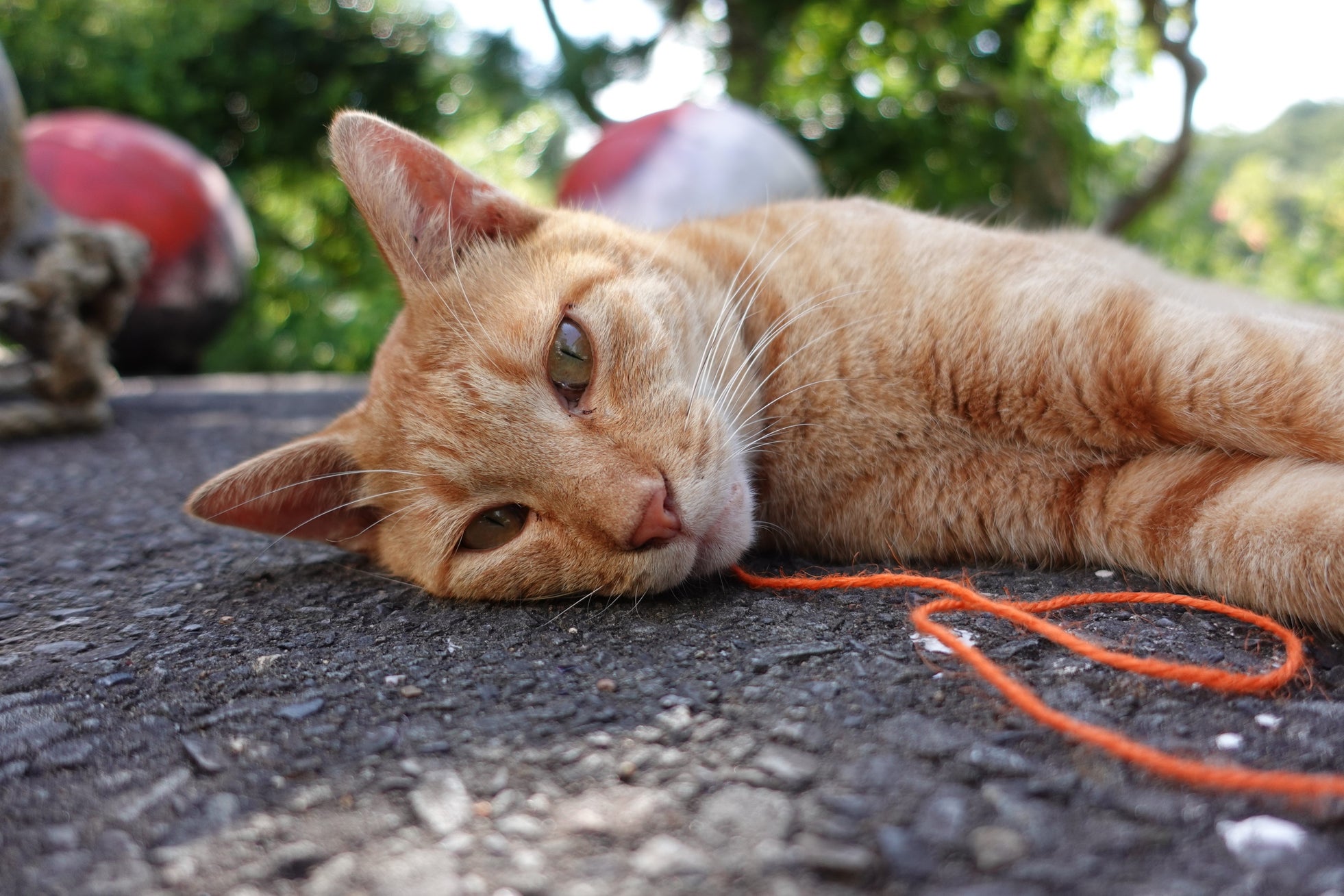 新・旅猫ロマン