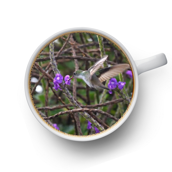 花の蜜を吸いに来たハチドリ