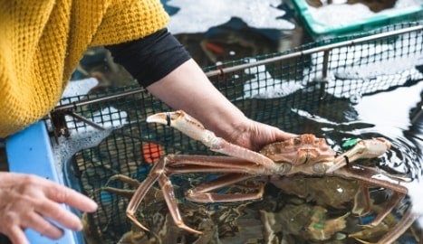 カニのセリ場に通い続けて24年の女将が厳選した最高級ブランドガニ「間人ガニ」を提供。