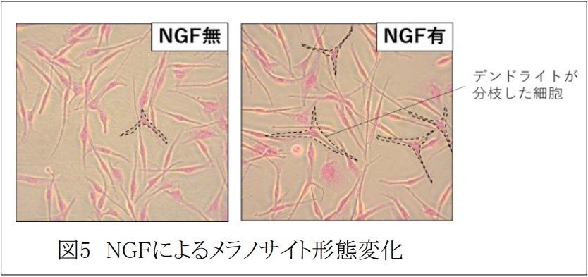 心理的なストレスホルモン「アドレナリン」によるメラニン産生への影響を確認~第121回日本皮膚科学会総会にて発表~ ビューティーポスト