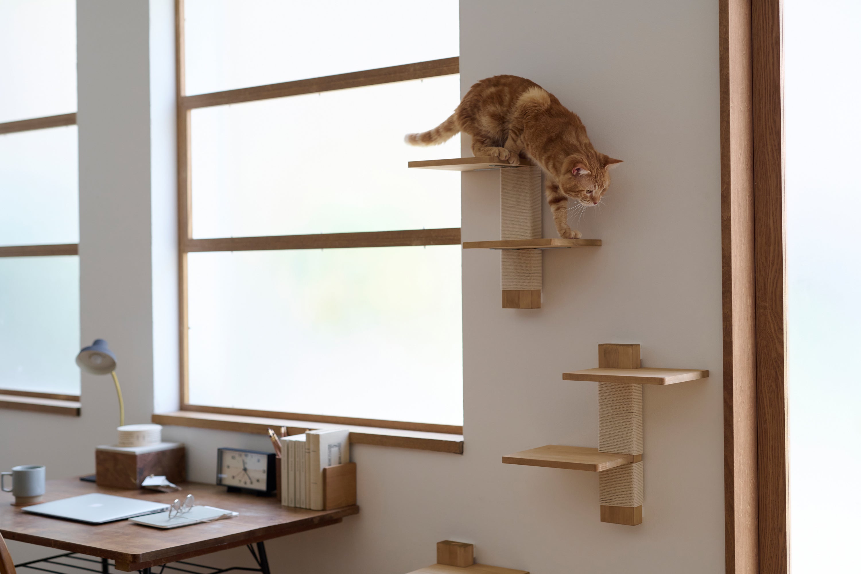 キャットステップ