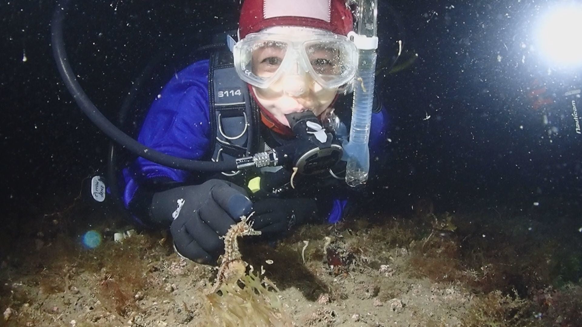 宮崎美子 芸能界初 新種ヒメタツの出産シーン撮影に成功 株式会社ホリプロのプレスリリース 宮崎美子 芸能界初 新種ヒメタツの出産シーン撮影に成功 株式会社ホリプロのプレスリリース