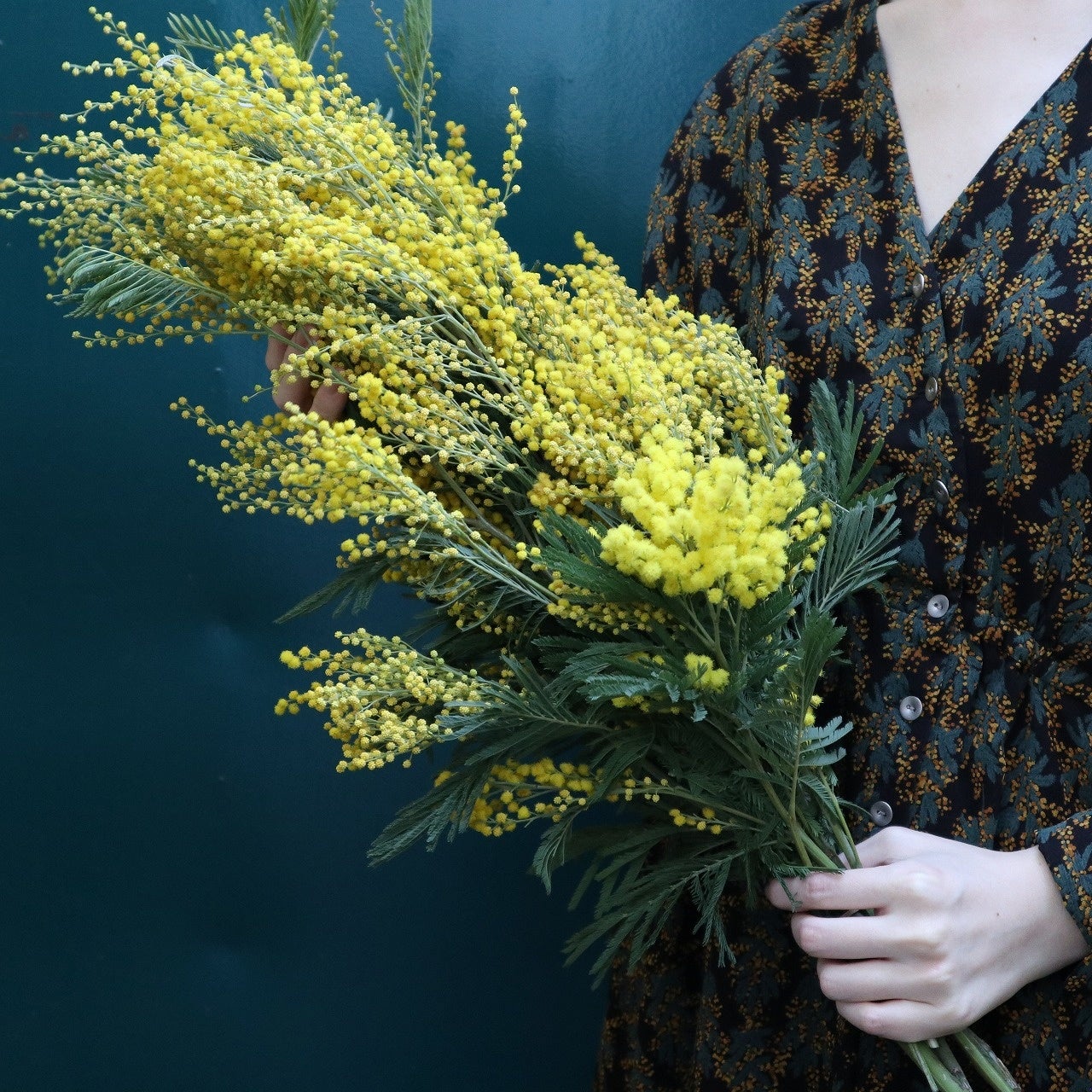 第一園芸 桜 と ミモザ のフェア開催 春しか手に入らない特別な花 お別れシーズンの贈り物や おうち花見にぴったりのアイテムを展開 第一園芸株式会社のプレスリリース