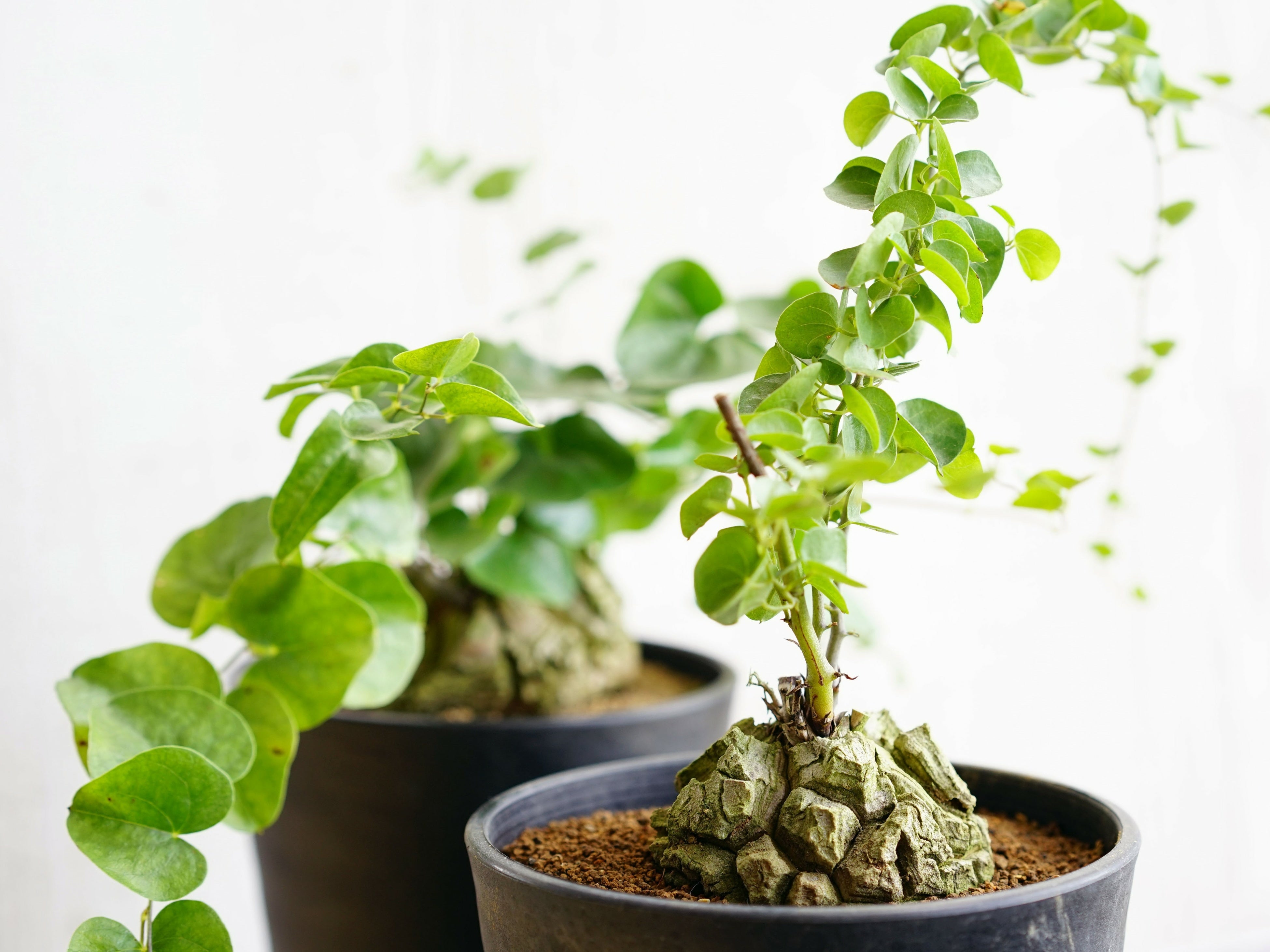 画像はイメージです