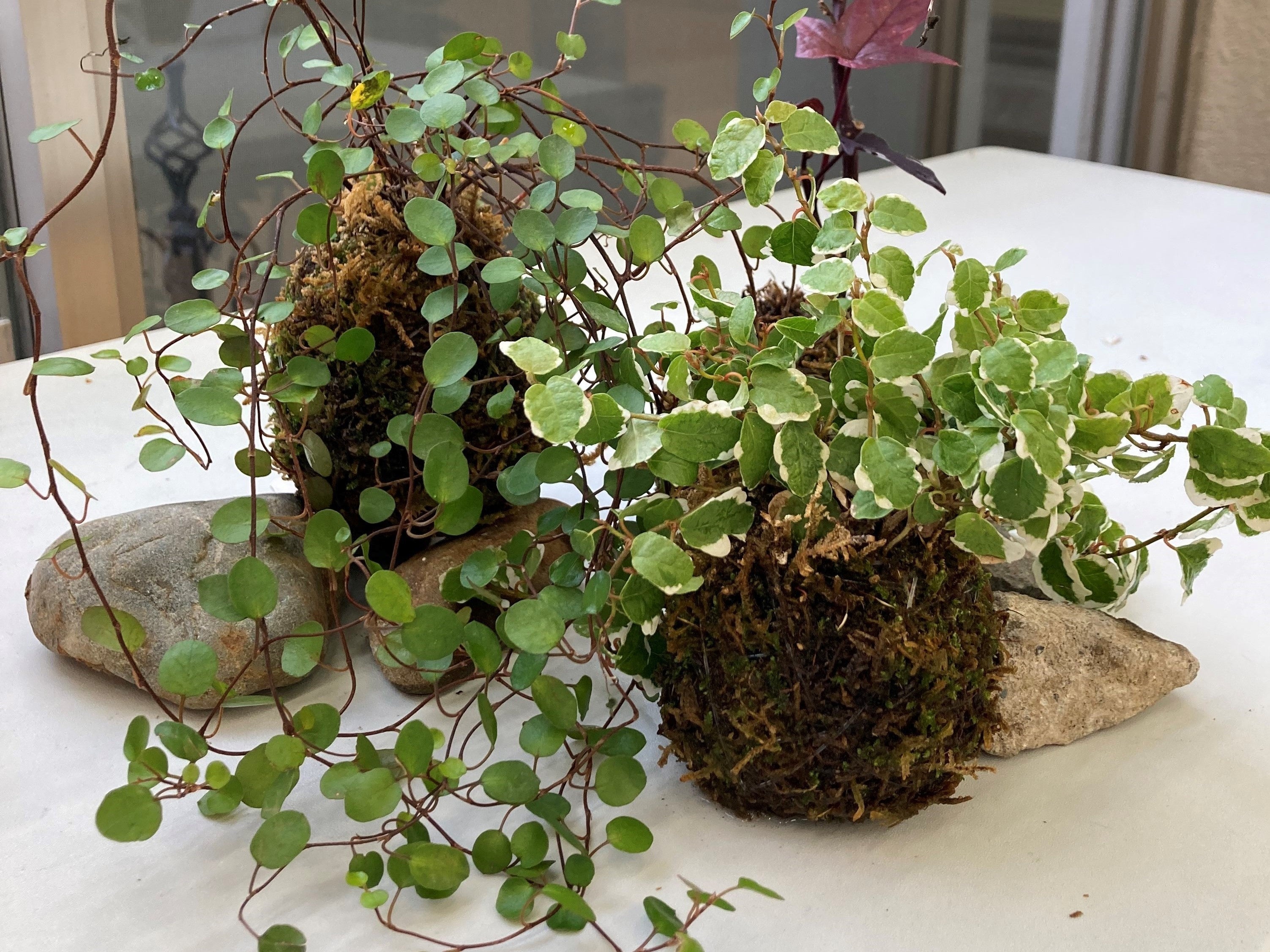 苔玉／780円（税込）～