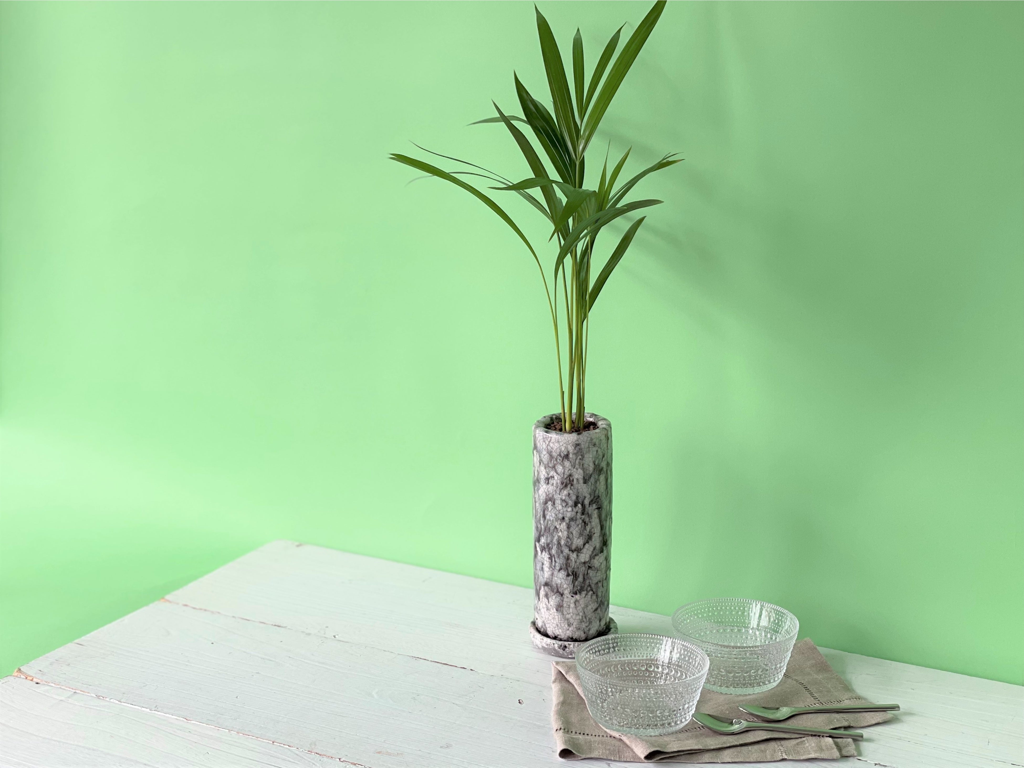 コロナ禍で需要拡大 夏の暑さにも強い 観葉植物 のフェア開催 暮らしにグリーンを取り入れ 夏のおうち時間を涼やかに演出 第一園芸株式会社のプレスリリース