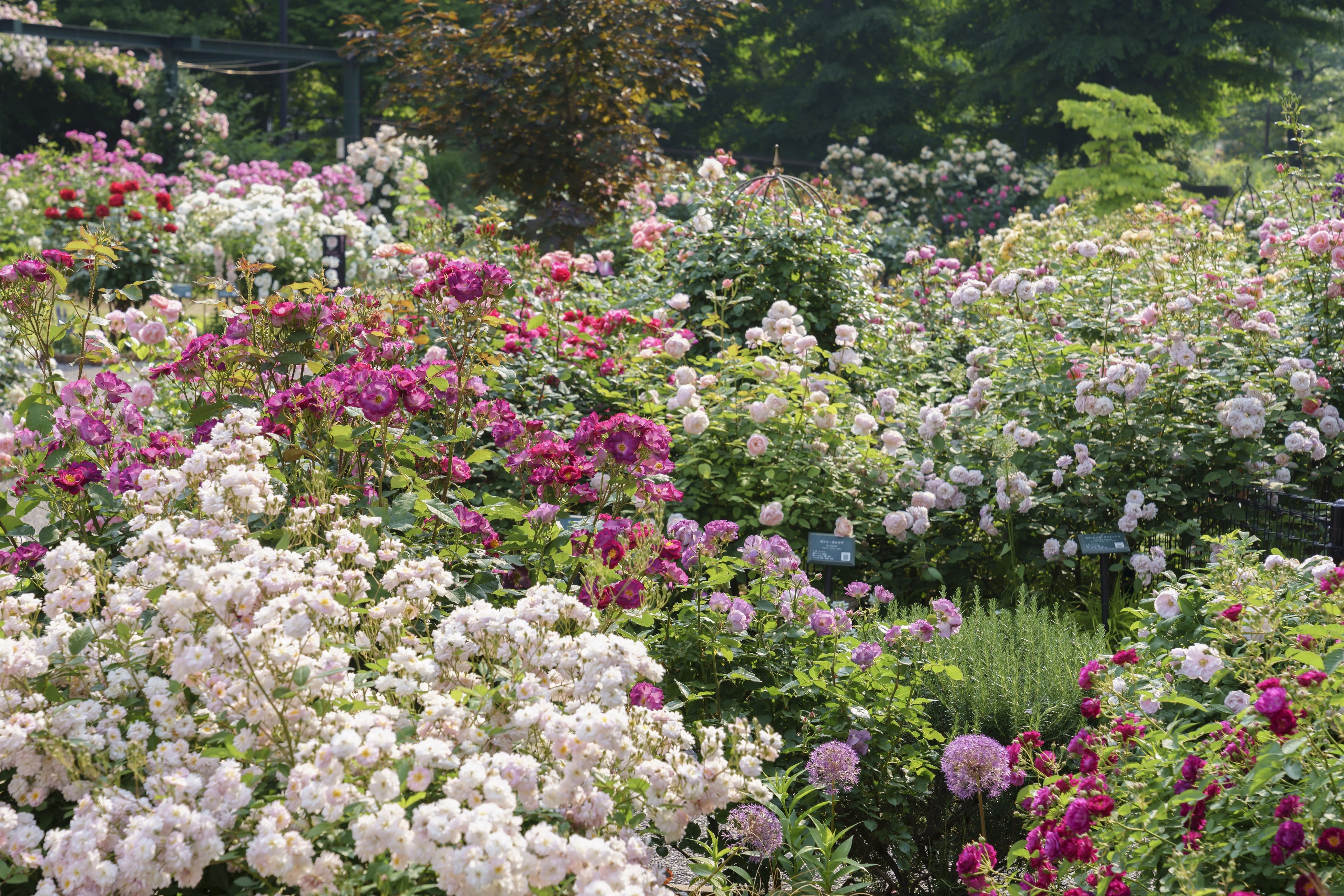 ※2022年春の様子