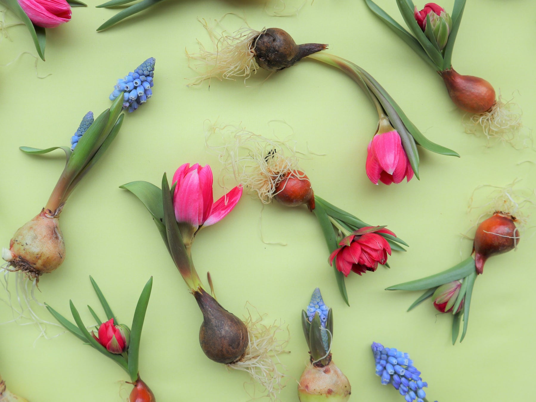 寒い冬でも力強く花を咲かせるチューリップやヒヤシンスなど 球根植物 のボタニカルアイテムを展開 第一園芸株式会社のプレスリリース 寒い冬でも力強く花を咲かせるチューリップやヒヤシンスなど 球根植物 のボタニカルアイテムを展開 第一園芸株式会社のプレスリリース