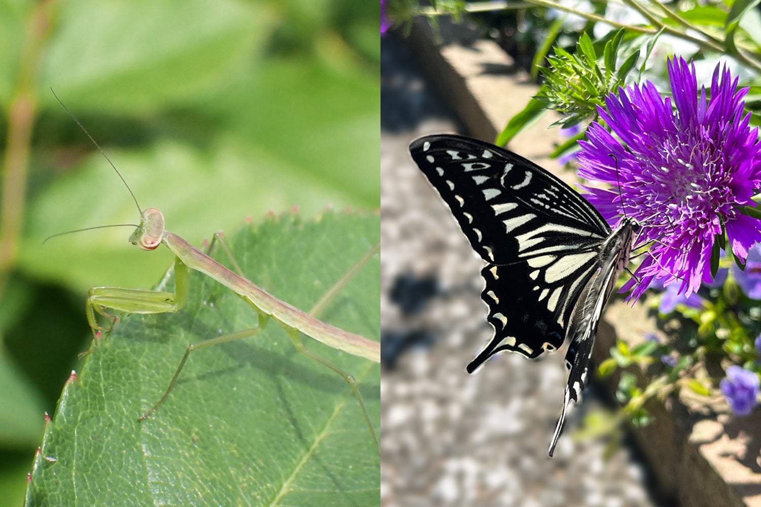 ⭐️プロフ必読⭐️ローズガーデン⭐️ 東京花散歩 ローズガーデン2021 | 植物とあなたをつなぐPlantia