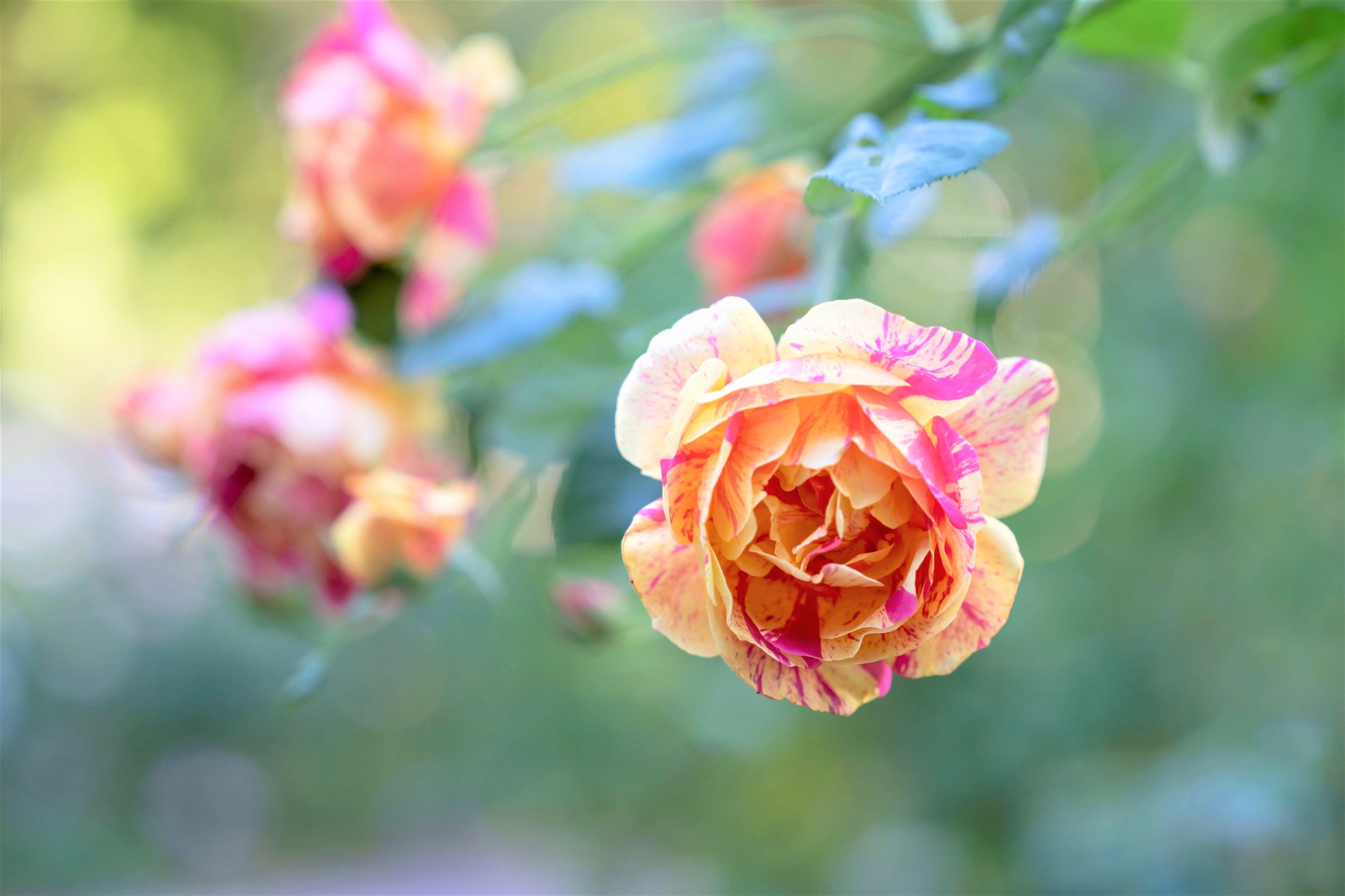 バランスローズ ✨🌹感謝セール告知🌹✨ 6/13 ▷▷6/22 スタンダードローズが20