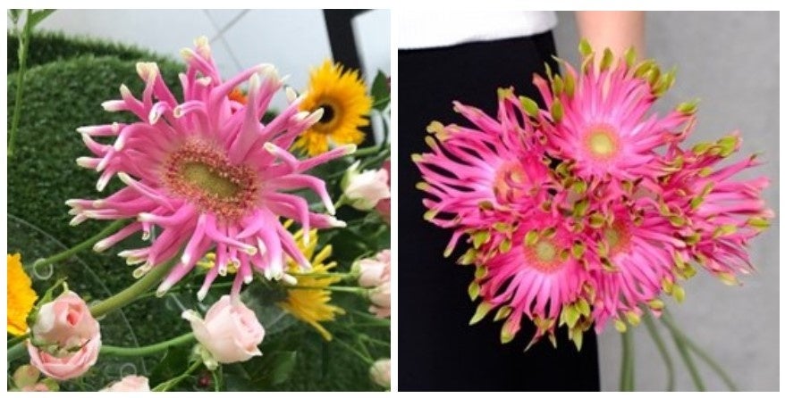 (左)ユニークフラワー／(右)流通している花