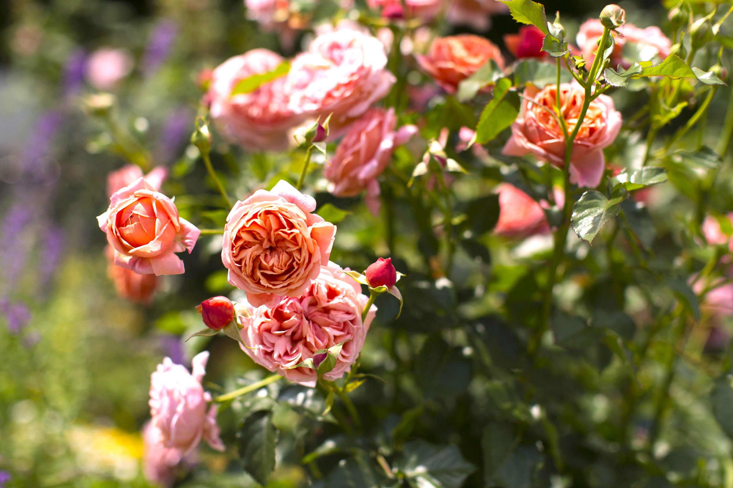 パウル・クレー