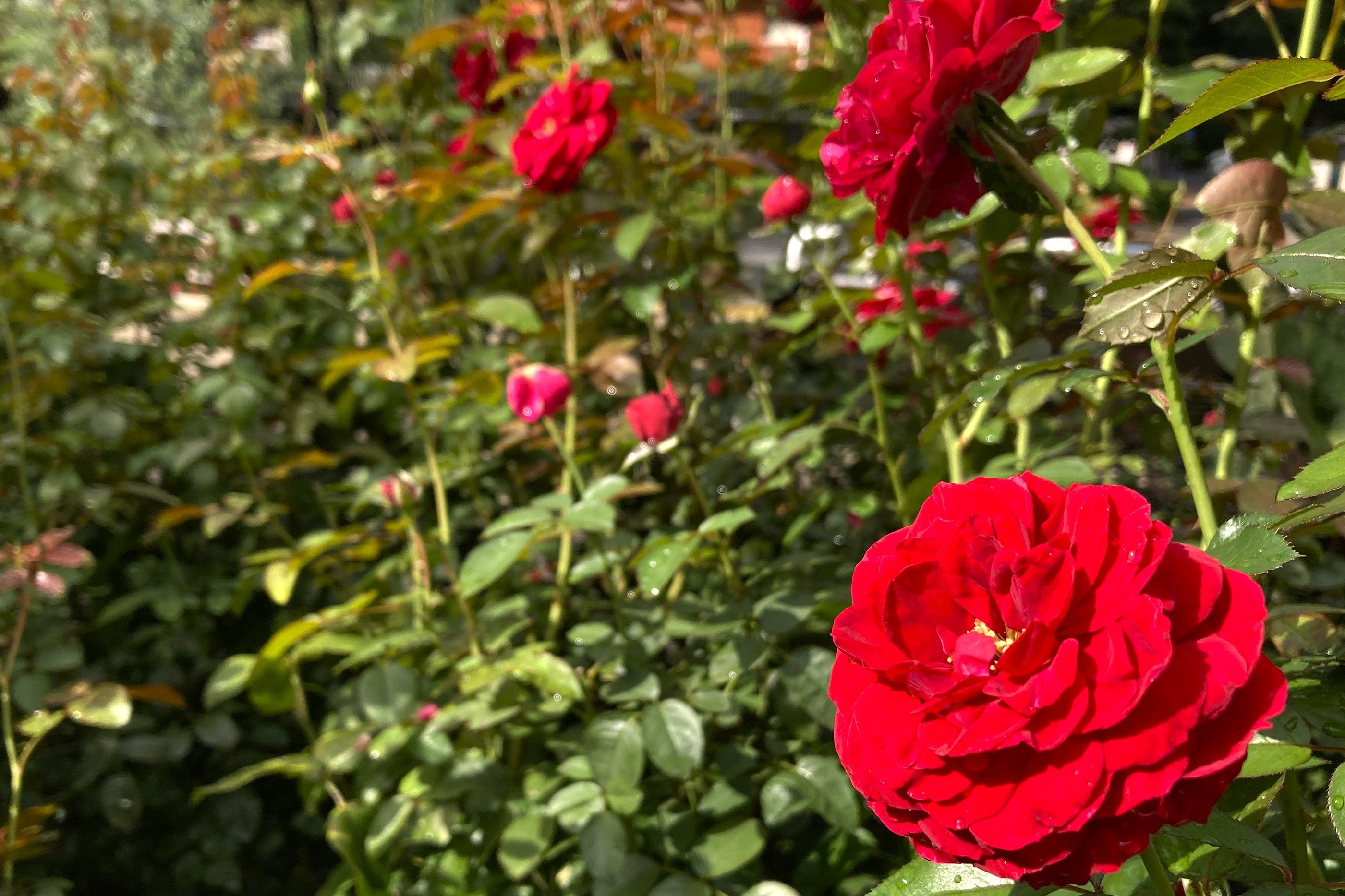 ディープ・ボルドー