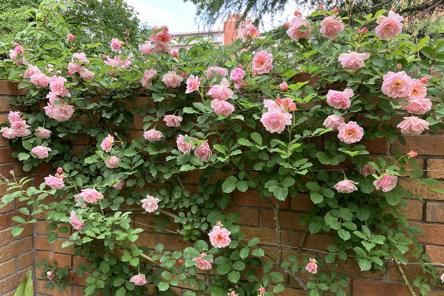 練馬区立 四季の香ローズガーデン、ウィンターワンダーランド