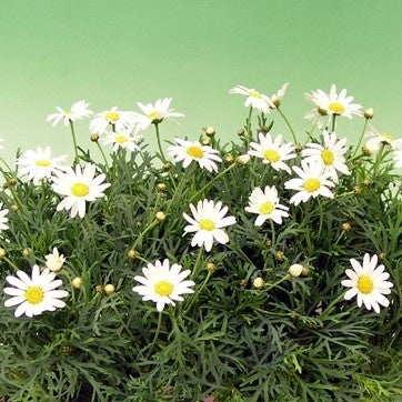 春に人気のマーガレット