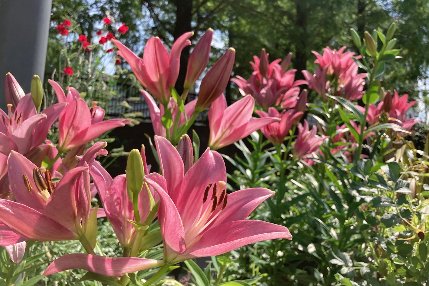 色とりどりのユリが楽しめます