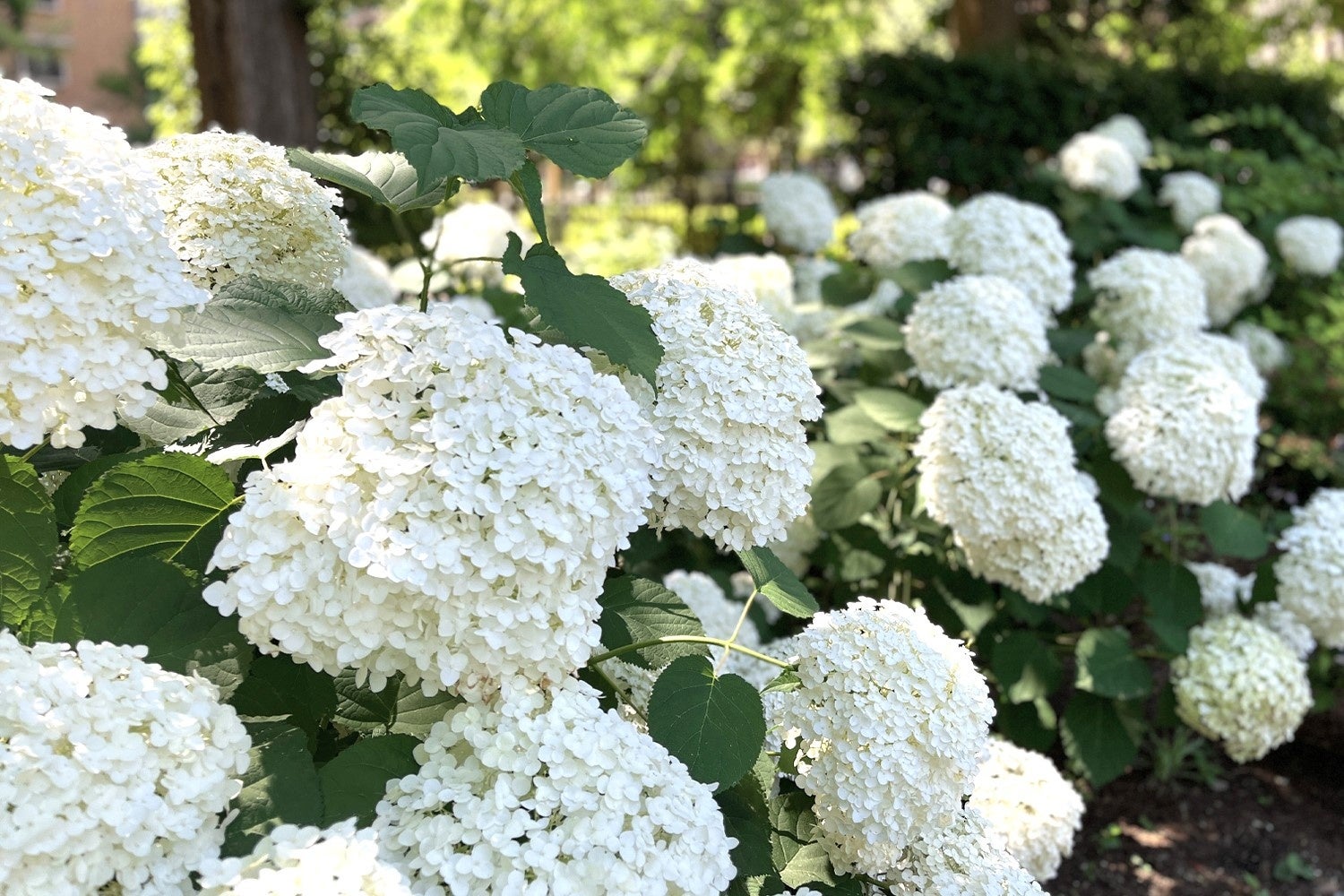 見ごたえのある花のアメリカノリノキ