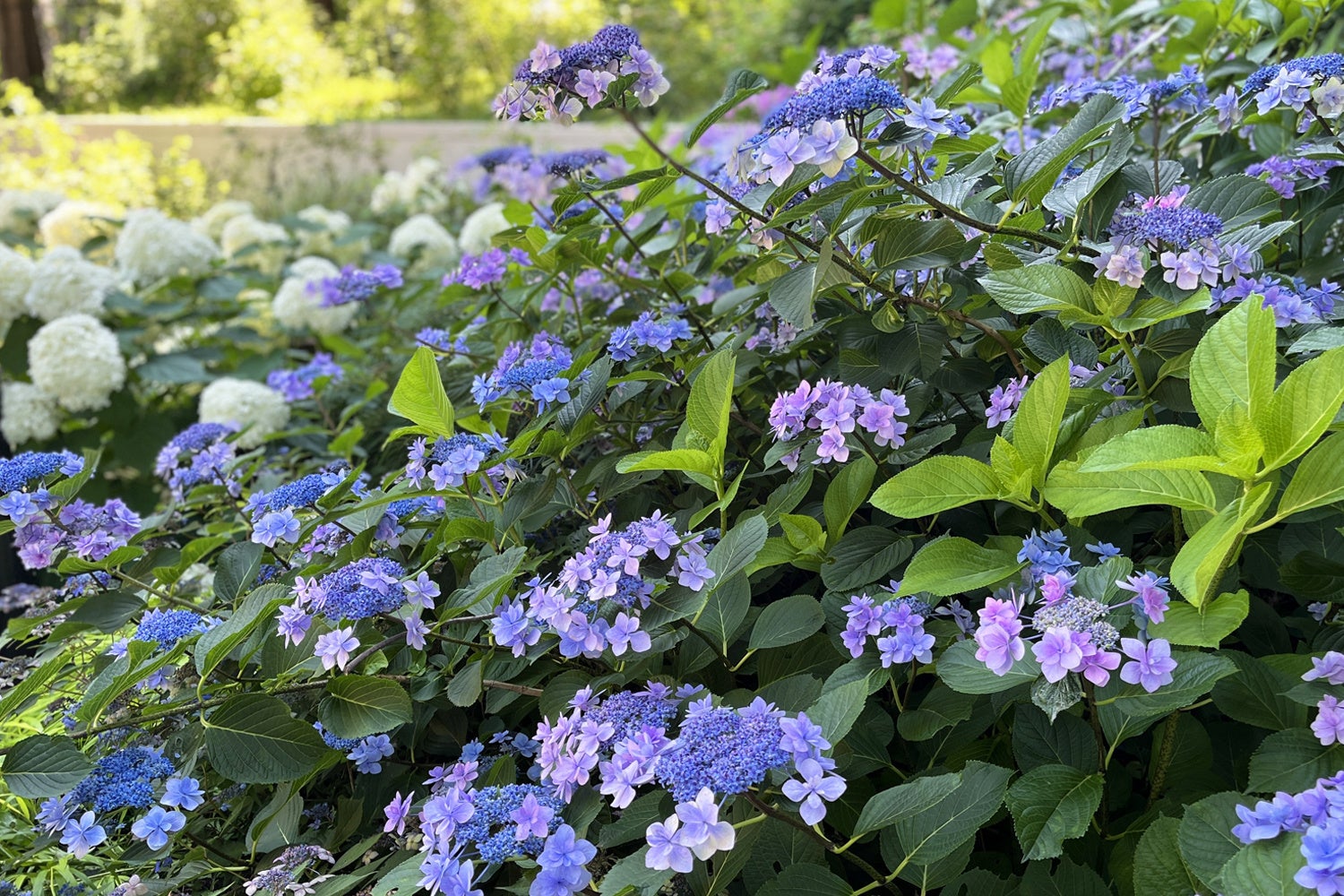 園内を彩る紫陽花