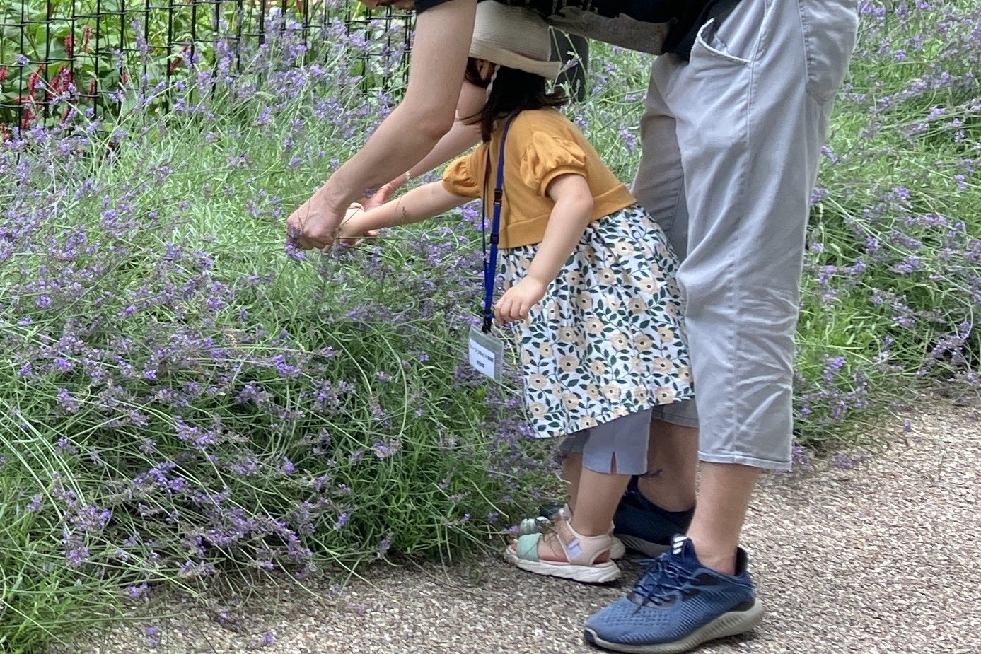 昨年の摘み取りの様子