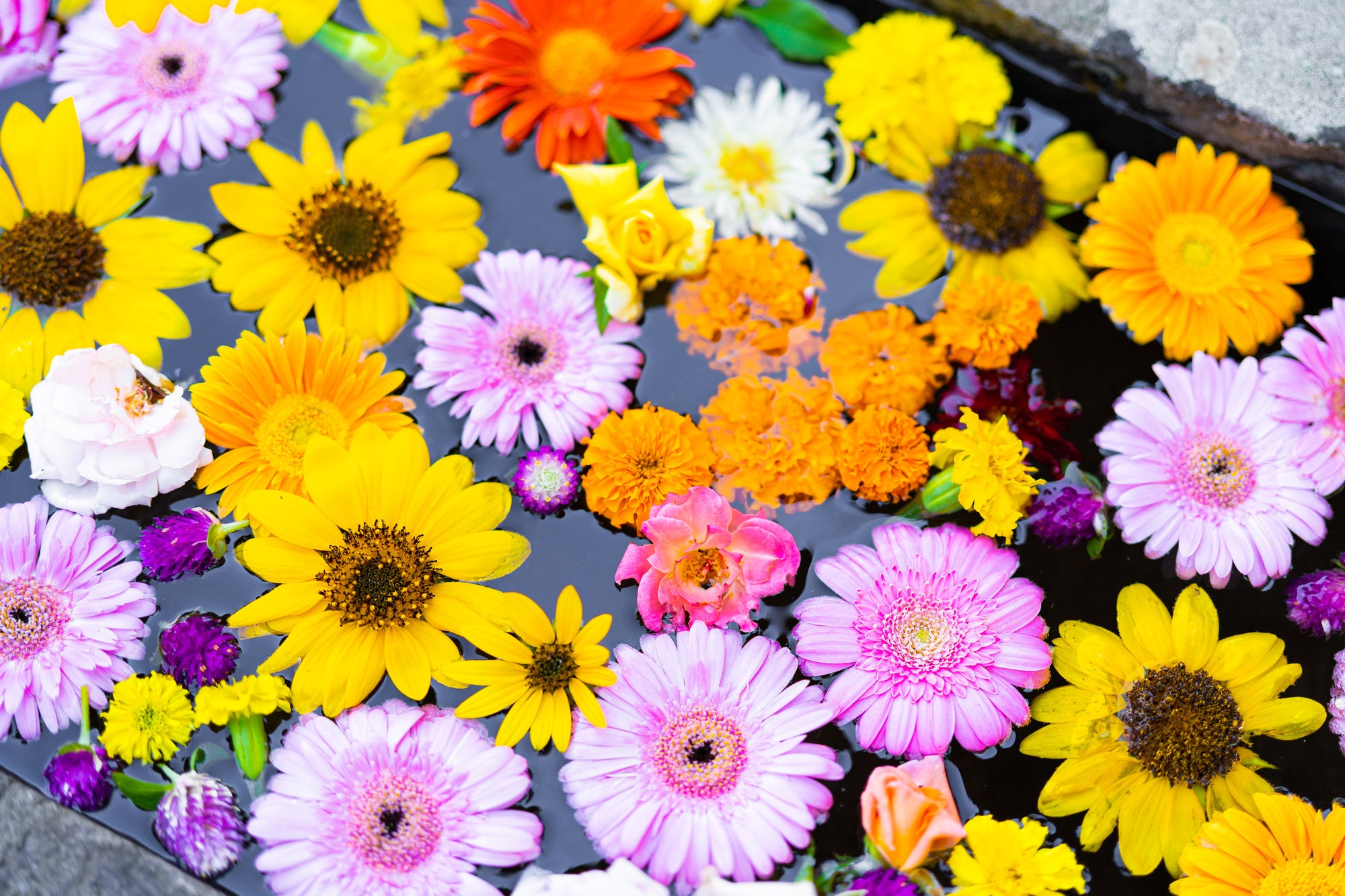 練馬区立 四季の香ローズガーデン／親子で楽しめる一夜限りの夏