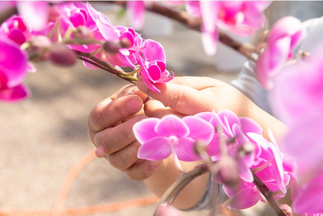 一つひとつ手作業で「仕立て」を行う