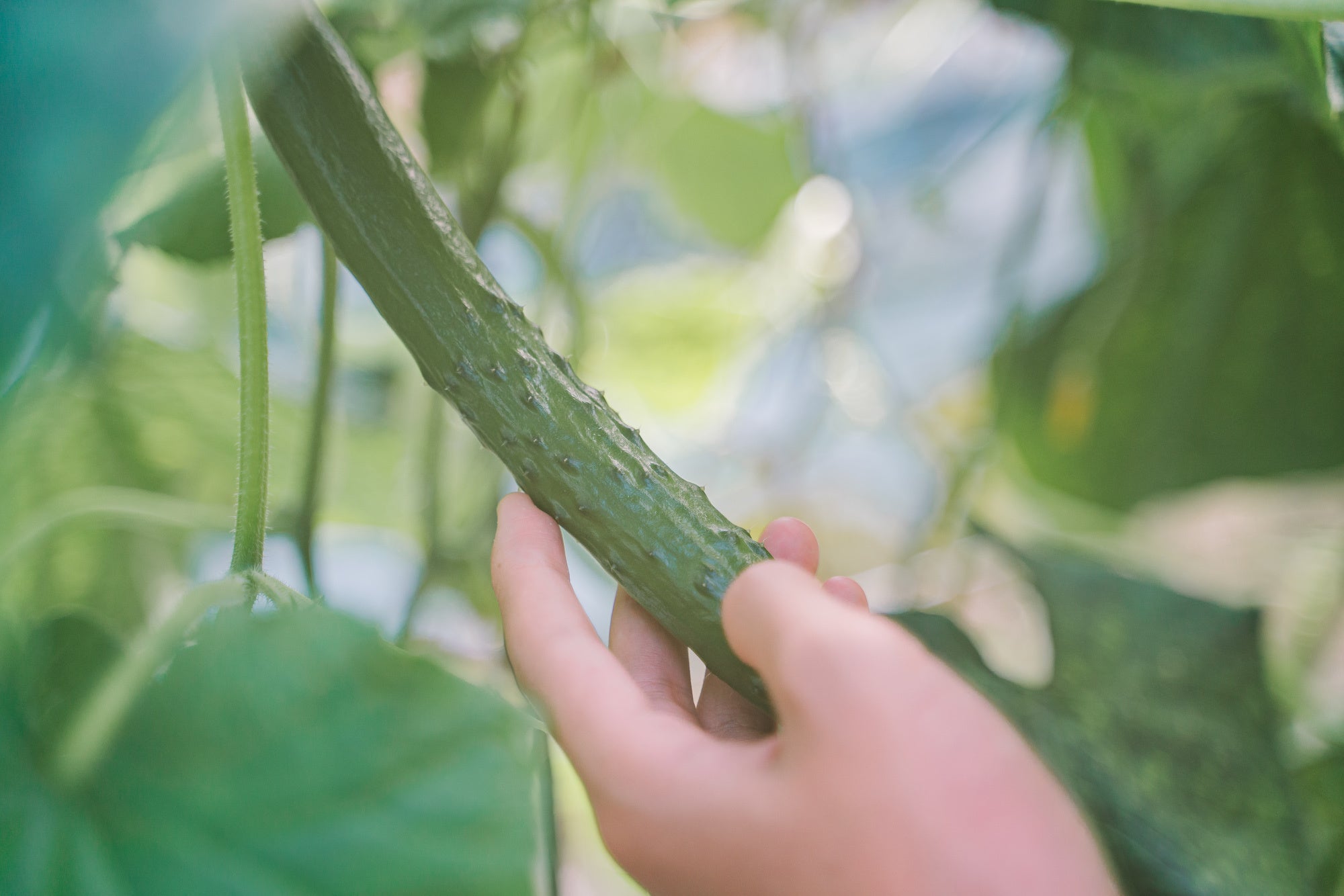 もぎたてのキュウリの味は野菜嫌いの子どもも笑顔にする力がある。