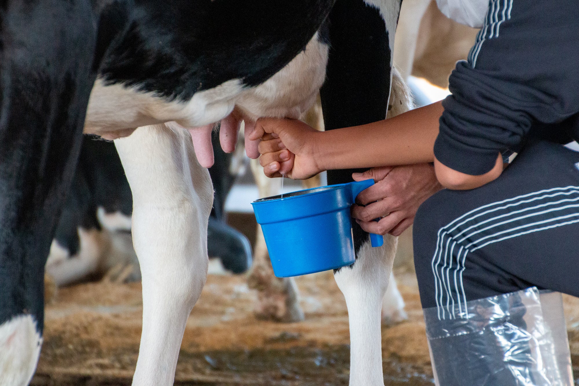 温かい牛の体や乳に触れる。牧場体験をしながら、“命”や“命の循環”を学び、またそれぞれが何かを感じ思いを持ち帰ってほしい。