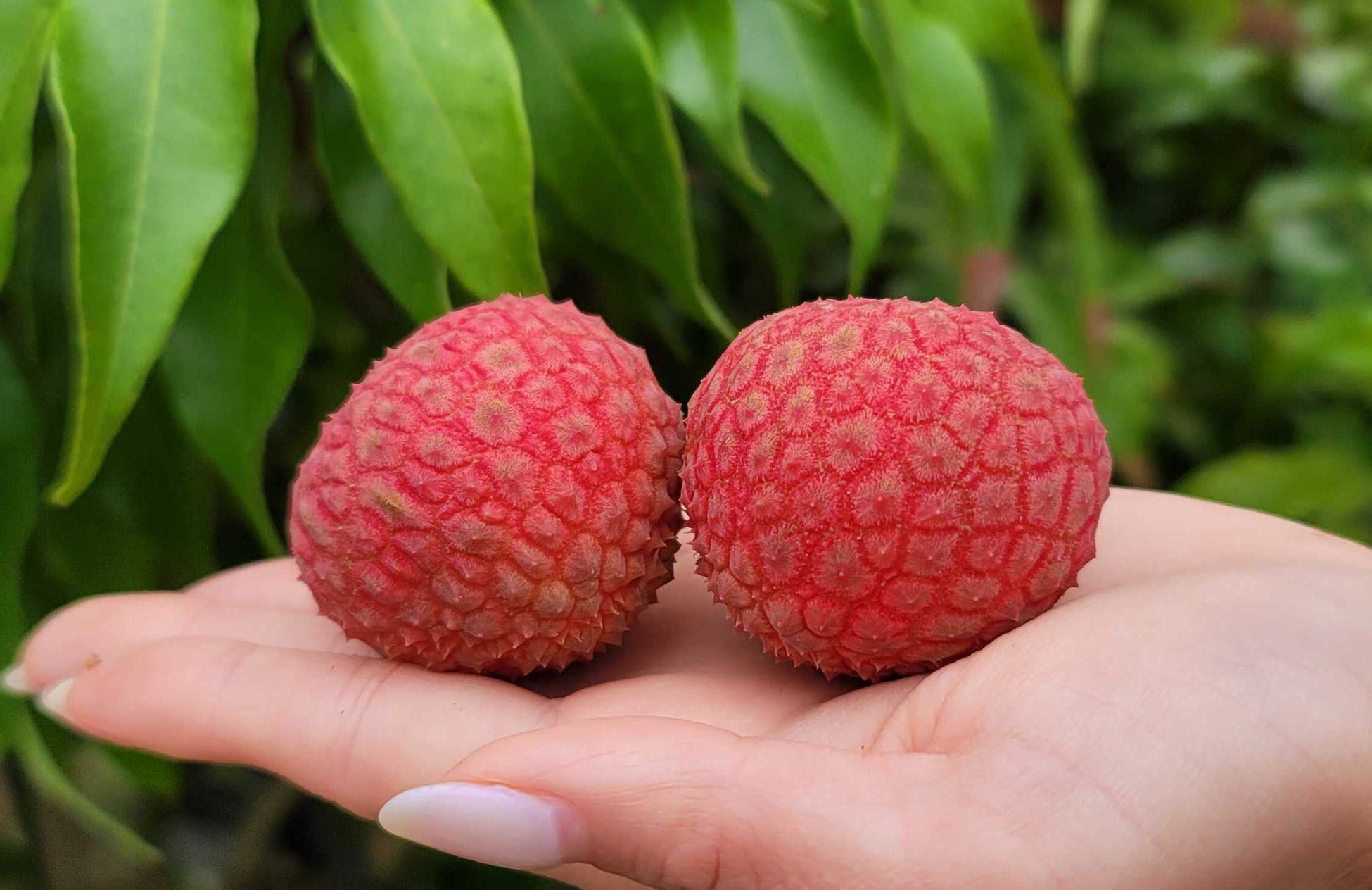 解禁前から予約殺到 宮崎県新富町発 1粒1 000円 の希少な国産生ライチ 新富ライチ がまもなく22年の収穫 発送がスタート こゆ財団のプレスリリース 解禁前から予約殺到 宮崎県新富町発 1粒1 000円 の希少な国産生ライチ 新富ライチ がまもなく22年の収穫 発送がスタート こゆ財団のプレスリリース