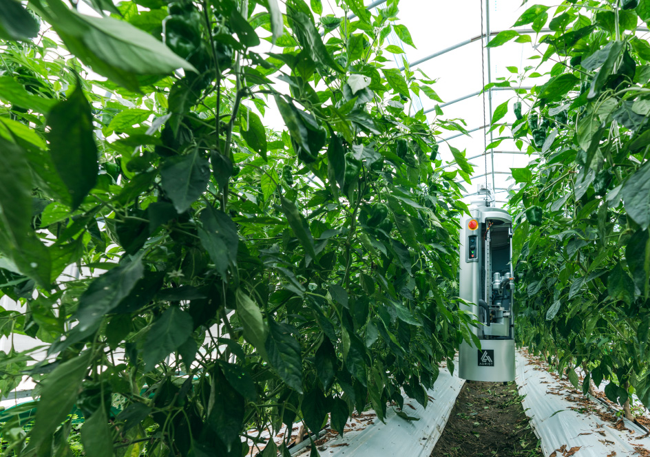 ▲アグリストの自動収穫ロボット「L（エル）」