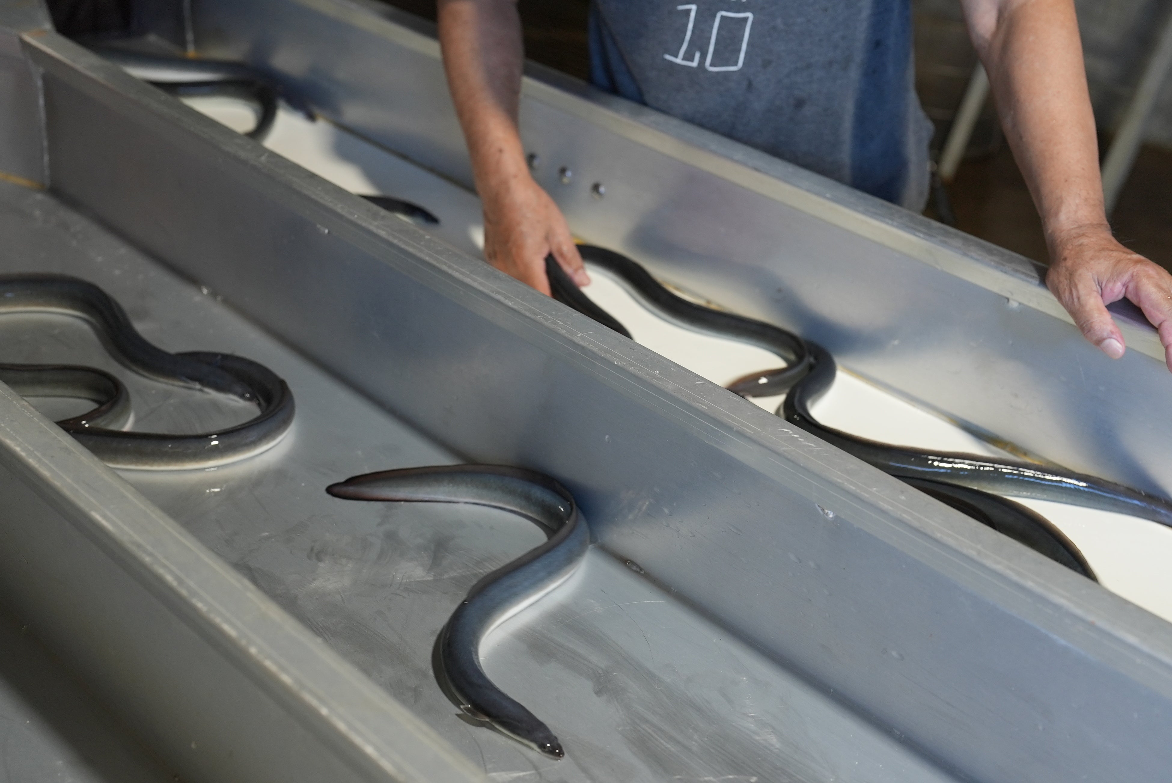 うなぎの選別は全て職員の手作業によって行われる