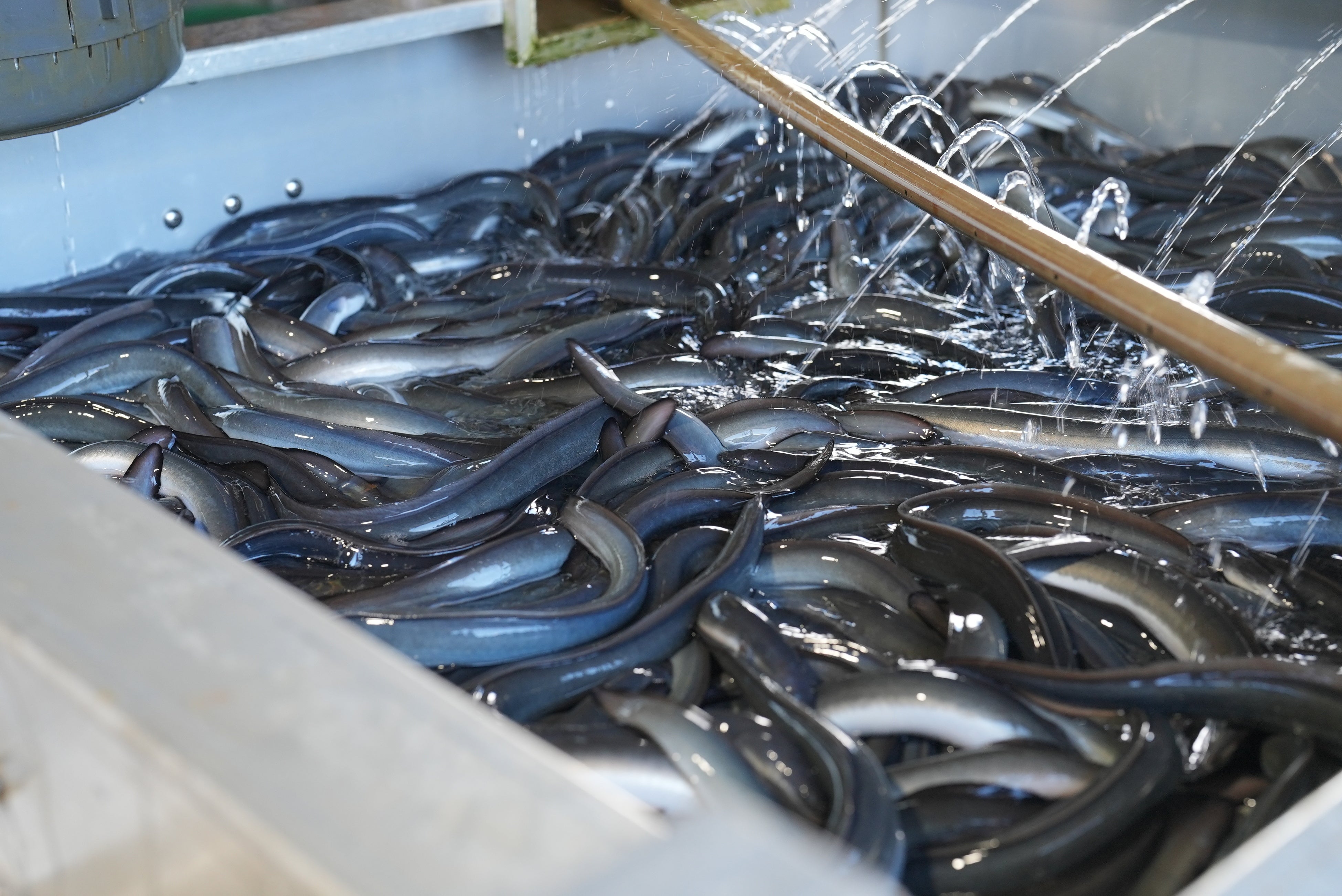 綺麗な青色を帯びた新仔