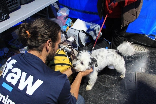 ▲『ブルーテント』で活動するAndrew Kushnirさん （写真提供：IFAW）