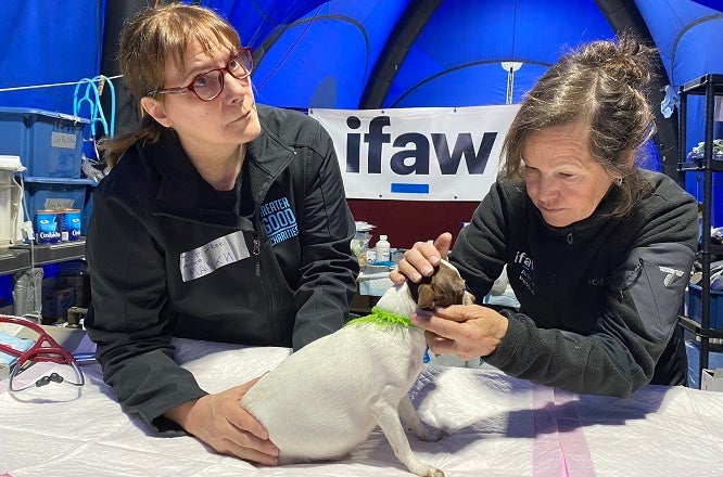 ▲ウクライナ避難者のペットのケアを行うIFAWのスタッフら（写真提供：IFAW）