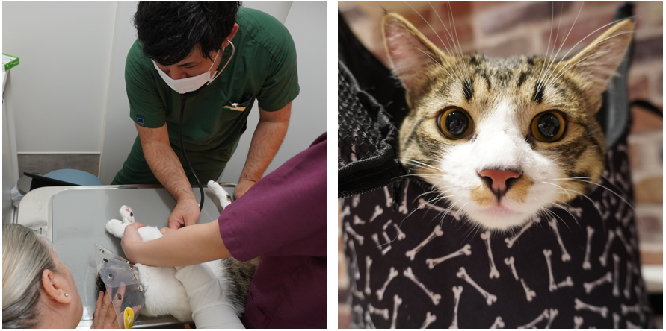 ▲アニコムグループの『新宿御苑前どうぶつ病院』で診療を受けたウクライナ避難者の猫（ソルボーニィちゃん）