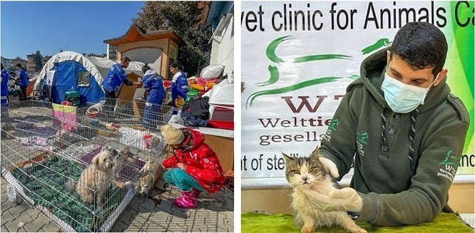 ▲左：野外テントでどうぶつの処置にあたる救助チーム ©Haytap 　　右：救助したどうぶつの治療を行う様子 ©House of Cats Ernesto