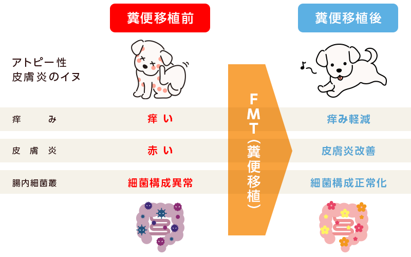 ▲アトピー性皮膚炎のイヌに対するFMTの効果