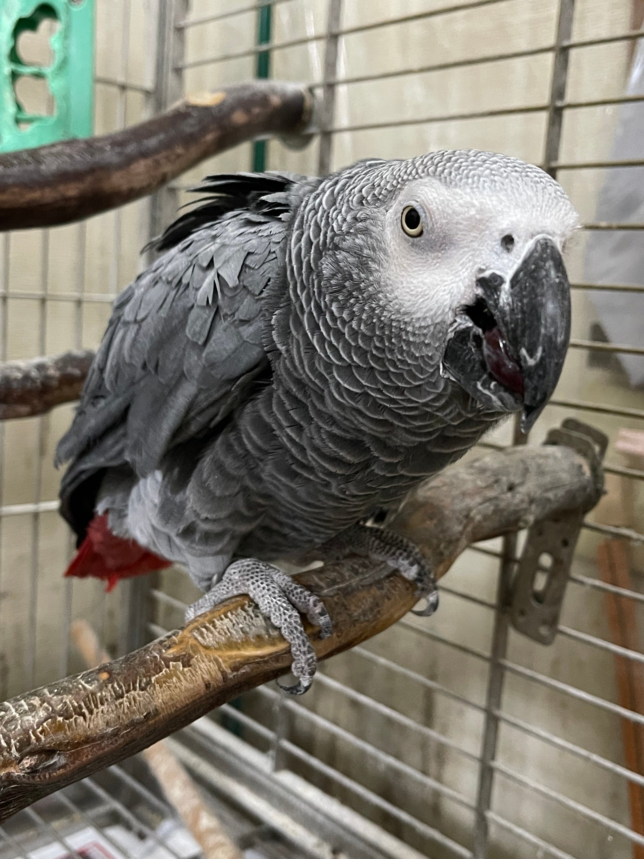 ▲鳥部門で4年連続最高齢の「織茂 よう」ちゃん（24歳）