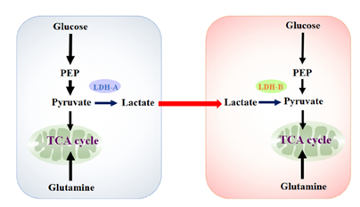 図２　がん代謝の一つである乳酸代謝。低酸素、貧栄養条件などではがん細胞同士で乳酸を受け渡しエネルギー源としながら増殖をする。