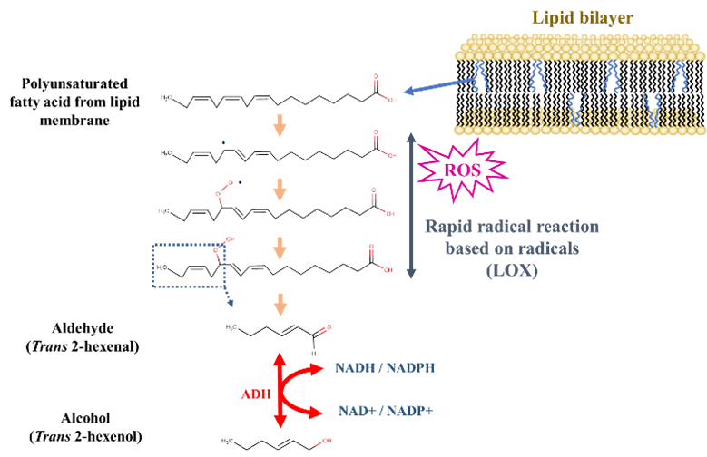 図１　臭気物質は脂質二重膜の脂質過酸化反応によって生じうる。