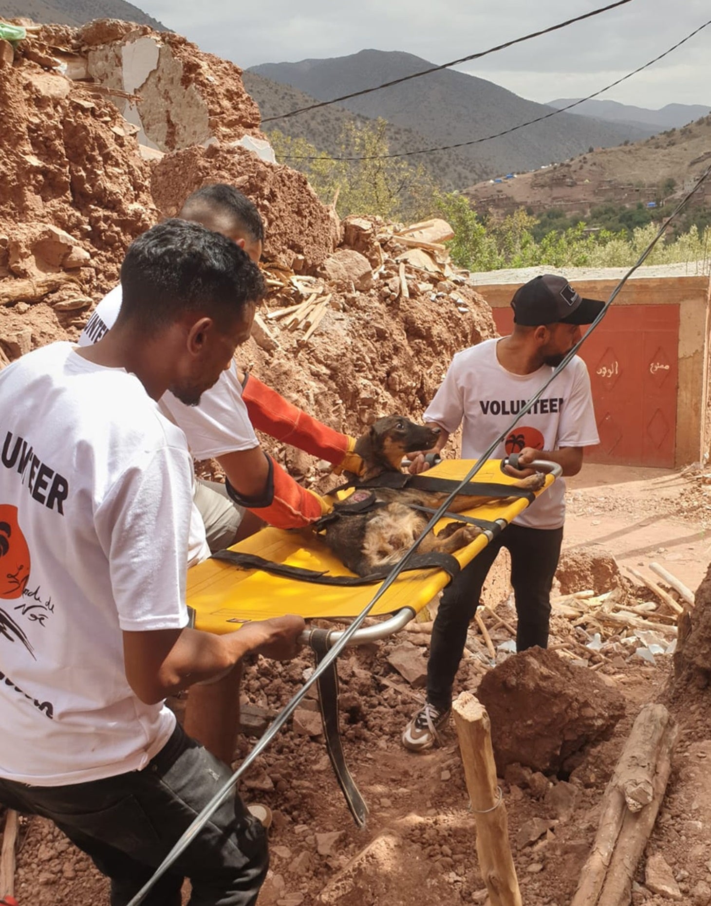 ▲救助活動を行う現地の保護団体 ©L’Arche de Noé
