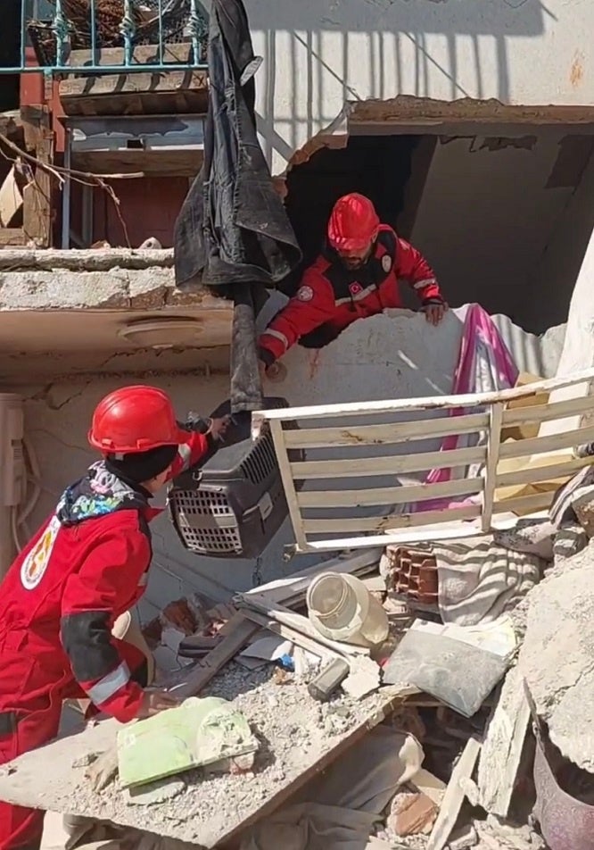 ▲崩れた建物からどうぶつを救助するAngels Farm Sanctuary ©Angels Farm Sanctuary