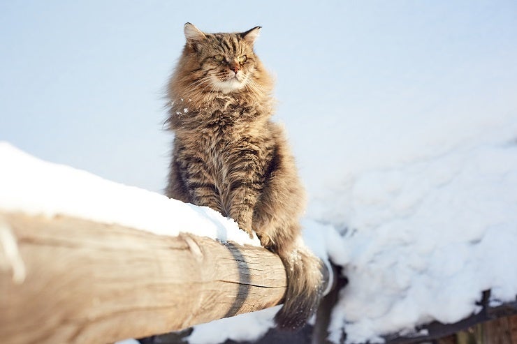 ▲サイベリアン