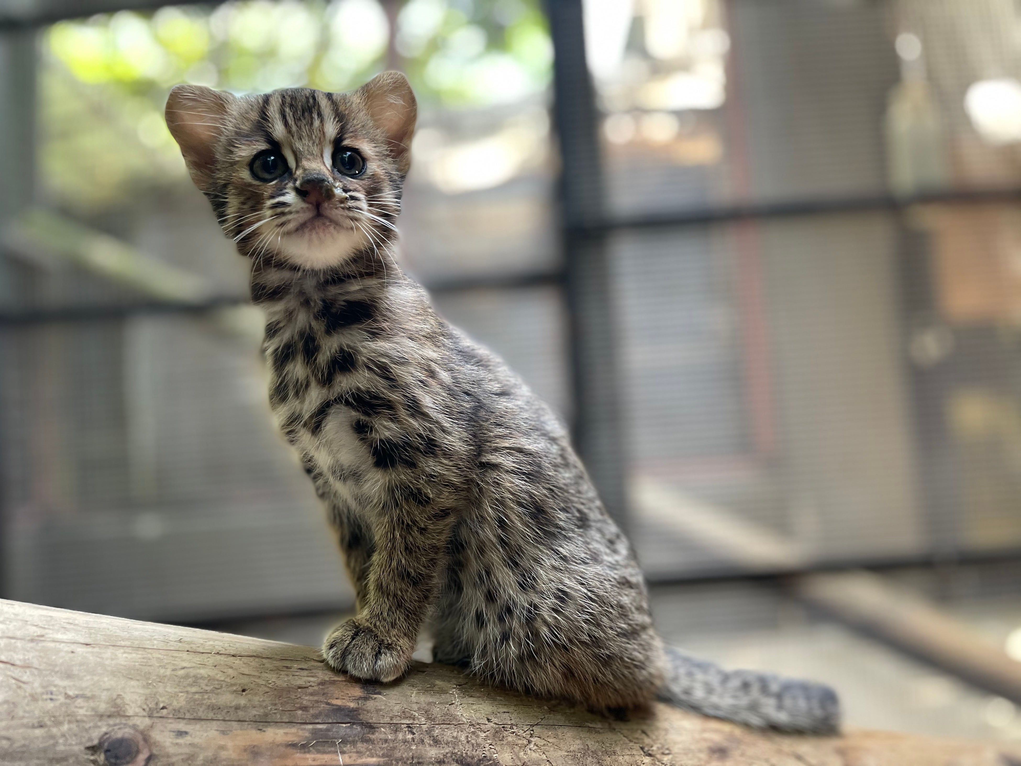 国内初のツシマヤマネコの人工授精にアニコムグループが遺伝子検査で