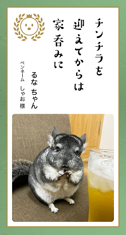 ▲いままで外に呑みに行く事が多かったのですが、チンチラをお迎えしてからは可愛さで今ではほぼ家呑みです。つまみはチンチラです！（しゃお様）