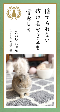 ▲取れた毛さえもフワフワで可愛くて捨てられず、ジップロックに入れて取ってあります。いつか何かの形で可愛く残せたらいいな♪（さだこ様）