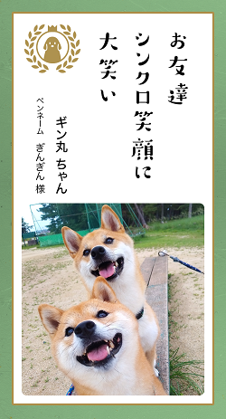 ▲おやつ欲しさのお二人さん、見事に角度と目線のシンクロさに大笑いして癒されました。待ち受け画面に決定です。（ぎんぎん様）