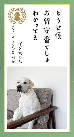 ▲人間が支度を急ぐ様子を見て、「こりゃどうやらお留守番だな…」とすべてを察し、遠くを見つめ始めます。目も合わせてくれなくなります。（イソのATM様）