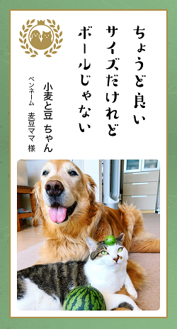 ▲庭で採れた小玉スイカと一緒に撮影会。我が子たちはどうやらボールだと思い込んでいて、早く遊びたくてワクワク顔になってます。（麦豆ママ様）