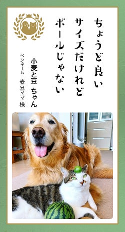 ▲庭で採れた小玉スイカと一緒に撮影会。我が子たちはどうやらボールだと思い込んでいて、早く遊びたくてワクワク顔になってます。(麦豆ママ様)