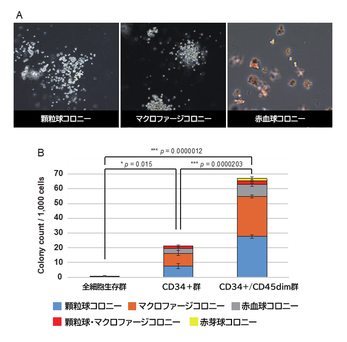 ▲コロニーフォーミングアッセイによる造血能力の比較